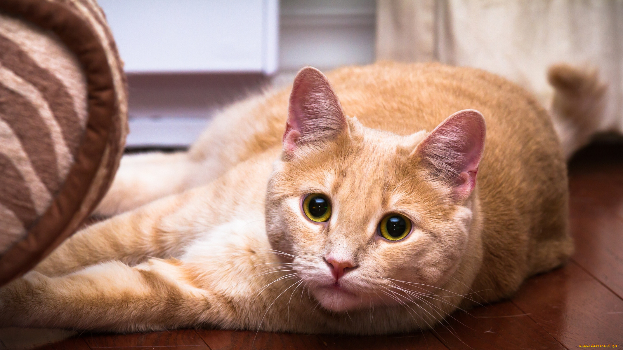 Породы кошек с рыжими глазами. Сибирский гладкошерстный персиковый кот. Анатолийская короткошерстная кошка рыжая. Бенгальская короткошерстная кошка рыжая. Американская короткошёрстная кошка рыжая.